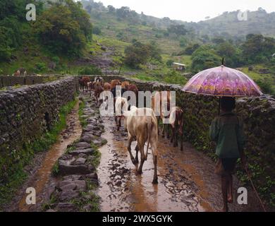 Attraversando un antico ponte con bestiame vicino alle Blue Nile Falls, Etiopia Foto Stock