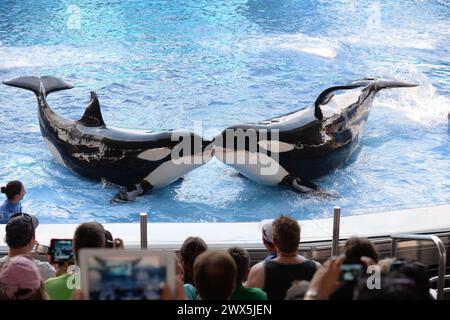 SMG Sea World FLXX Blackfish Xmas 122013 52.JPG ORLANDO, FL - 20 DICEMBRE: Il parco tematico assediato SeaWorld ha lanciato il suo primo grande attacco PR contro il pesce nero nel tentativo di compensare quasi 12 mesi di danni causati dal terrificante documentario, che ha raccontato i 39 anni di trattamento dell'acquario delle orche in cattività. Colpito dalle cancellazioni di artisti di alto profilo e dalle gite scolastiche, insieme a campagne aggressive di attivisti animali e a un'immagine offuscata, il parco marino con sede a Orlando ha pubblicato annunci a pagina intera in otto dei più grandi giornali del paese, razionalizzando i loro Foto Stock