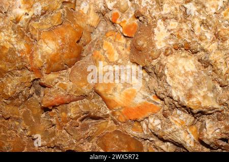 Accumulo di fauna fossile in pietra - segmenti di gigli marini, piatti e aghi di ricci di mare, brachiopodi. Periodo carbonifero, Russia Foto Stock