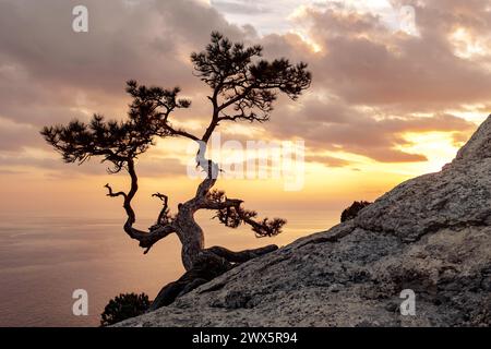 Splendido paesaggio al tramonto con ginepro relitto che cresce su una scogliera di pietra sullo sfondo del Mar Nero e del cielo al tramonto. Regione della Crimea Foto Stock