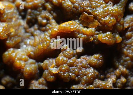 Buccia di sferulite di calcedonia su pietra selce Foto Stock