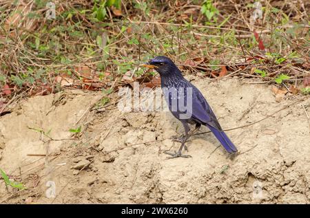 Il torrente blu è un uccello della famiglia Muscicapidae, che si trova nelle montagne dell'Asia centrale. Foto Stock