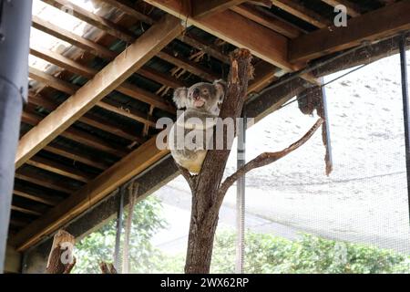 Koala (Phascolarctos cinereus) riposa in uno zoo : (Pix Sanjiv Shukla) Foto Stock