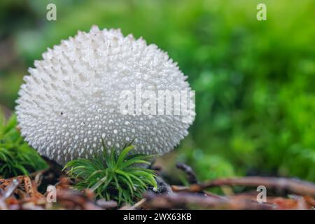 Splendida foto macro da primo piano da un fungo, Lycoperdon perlatum, popolarmente conosciuto come il palla di palla di palla di palla Foto Stock