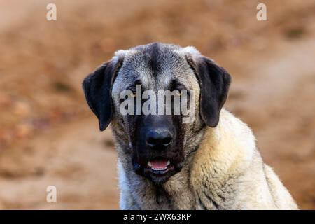 Bel ritratto da vicino di un giovane cane Kangal Foto Stock