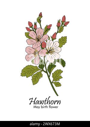 Vettoriale del contorno colorato del biancospino su bianco. Illustrazione Vettoriale