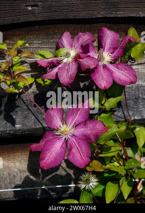 Primo piano dei fiori rossi rubini della pianta d'arrampicata Clematis Niobe. Foto Stock