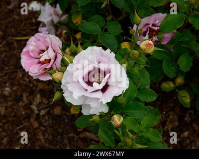 Primo piano dei fiori rosa lilla pallido e viola del giardino rosa occhi per te. Foto Stock