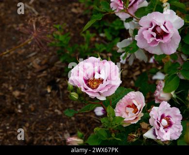 Primo piano dei fiori rosa lilla pallido e viola del giardino rosa occhi per te. Foto Stock