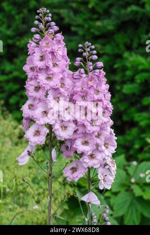 Delphinium Dusky Maidens Group, Delphinium elatum Dusky Maidens, semi-doppio, fiori rosa scuro, centri marrone scuro Foto Stock