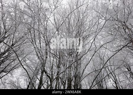 Vista degli alberi ghiacciati nella foresta. Foto Stock