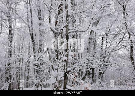 Vista degli alberi ghiacciati nella foresta. Foto Stock