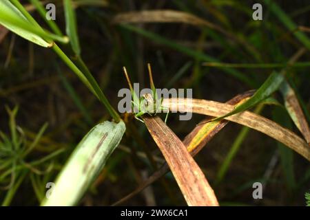 Una fotografia frontale di una cavalletta verde che si trova sull'erba. Foto Stock