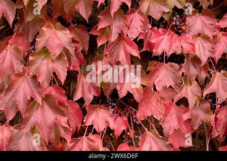 Grappolo di foglie di edera e frutti in autunno. Foto frontale, e dettaglio, autunno, vino rosso, sfere, rami verdi Foto Stock