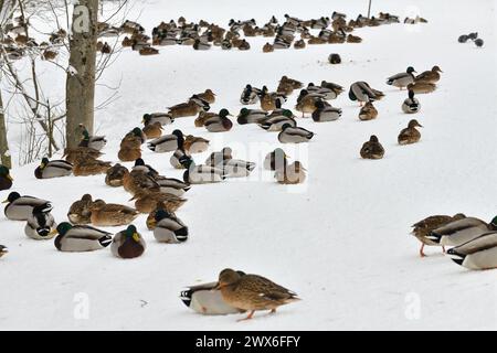 Un gregge di selvaggi mallards si trova sulla neve nel parco Foto Stock