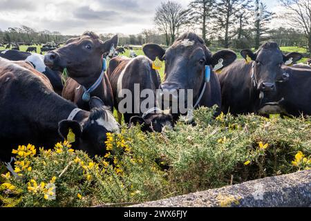 Vacche da latte che pascolano in un campo a West Cork, Irlanda. Foto Stock