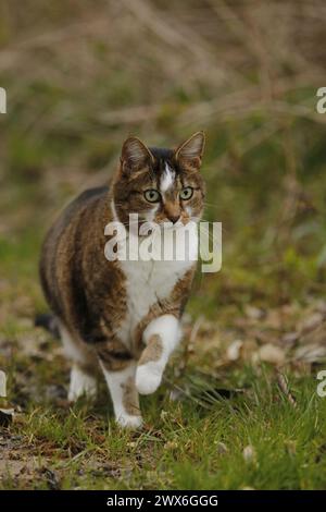 gatto tabby marrone che guarda verso la fotocamera con una zampa sollevata Foto Stock