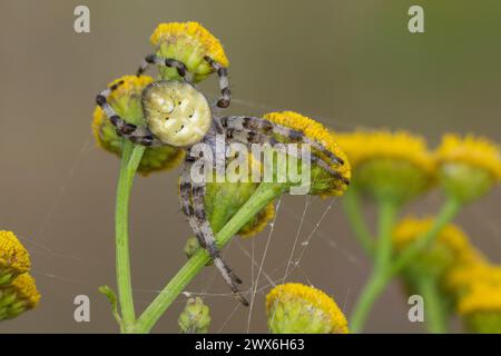 Vierfleck-Kreuzspinne, Vierfleckkreuzspinne, Weibchen, Kreuzspinne, Araneus quadratus, Araneus quadrata, tessitore orbitale a quattro punti, tessitore orbitale a quattro punti, Foto Stock