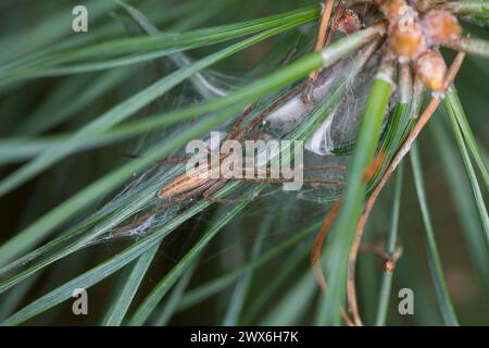 Gewöhnlicher Halmstrecker, Halmstrecker, Gras-Spinne, Grasspinne, Laufspinne, Tibellus oblongus, Grass Spider, Laufspinnen, Philodromidae, che gestisce cra Foto Stock