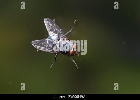 Blaue Schmeissfliege, Schmeißfliege, Blaue Schmeißfliege, Schmeissfliege, Blaue Fleischfliege, Brummer, un einer Fensterscheibe, Calliphora vicina, BL Foto Stock