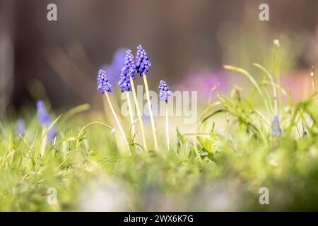 Kleine Traubenhyazinthe Muscari botryoides. // Stoccarda, Baden-Württemberg, Deutschland, 26.03.2024 *** Giacinto di piccola uva Muscari botryoides Stuttgart, Baden Württemberg, Germania, 26 03 2024 Foto Stock