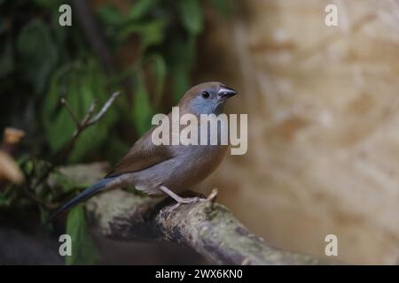 giovane femmina cordone bleu dalle guance rosse uccello finch Foto Stock