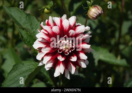 Dahlia Karma Yin Yang Foto Stock