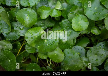 Primo piano di Daun Pegagan, foglie di Centella asiatica con spruzzi d'acqua. Sfondo naturale. Foto Stock