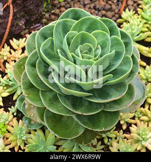 Fiori e piante succulenti di Madeiraf Foto Stock