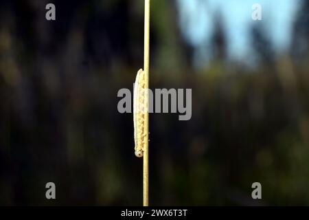 Una larva gialla di insetto seduto sull'erba. Foto Stock