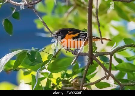 Maschio baltimore oriole arroccato su un ramo di albero in un cortile a Taylors Falls, Minnesota USA. Foto Stock