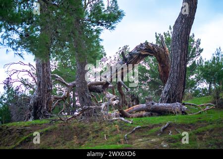 Oddity della natura: Un albero dalla forma strana si erge come una meraviglia unica e particolare nel paesaggio esterno, che mostra il fascino distintivo della natura Foto Stock