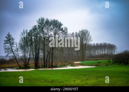 Un ambiente tranquillo si dispiega con un pioppo lungo la riva del fiume, accompagnato da erba lussureggiante, creando un tranquillo rifugio lungo il fiume nell'abbraccio della natura. Foto Stock