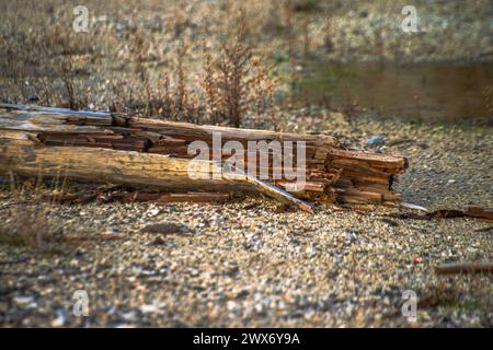 Una texture rustica sul terreno emerge dalle aste elettriche in legno, creando una superficie invecchiata e resistente agli agenti atmosferici con un motivo vintage e terroso. Foto Stock