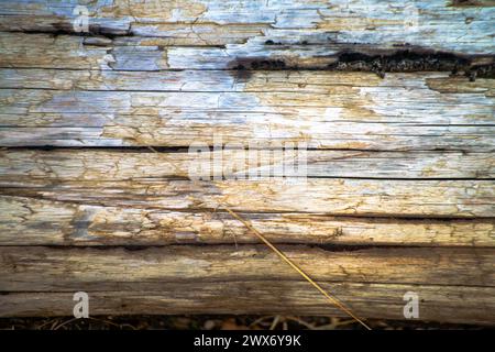 Una texture rustica sul terreno emerge dalle aste elettriche in legno, creando una superficie invecchiata e resistente agli agenti atmosferici con un motivo vintage e terroso. Foto Stock