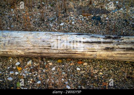 Una texture rustica sul terreno emerge dalle aste elettriche in legno, creando una superficie invecchiata e resistente agli agenti atmosferici con un motivo vintage e terroso. Foto Stock