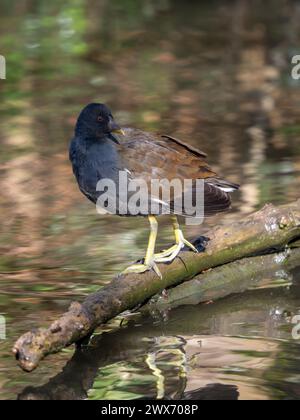 Moorhen in piedi su un bastone in un lago Foto Stock