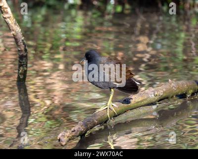 Moorhen in piedi su un bastone in un lago Foto Stock