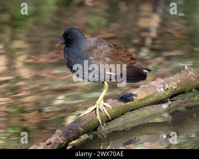 Moorhen in piedi su un bastone in un lago Foto Stock