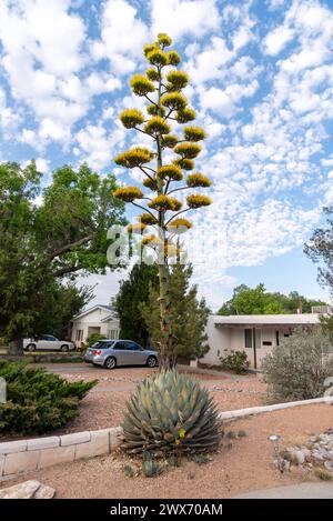 Agave americana in fiore, stabilimento della American Century, in un cortile di fronte in un quartiere residenziale di Albuquerque, New Mexico, USA. Foto Stock