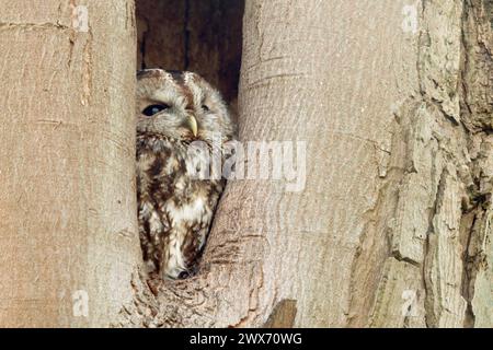 Gufo Tawny ( Strix aluco ) in buco naturale, guardando verso il cielo per la sicurezza, la fauna selvatica, l'Europa. Foto Stock