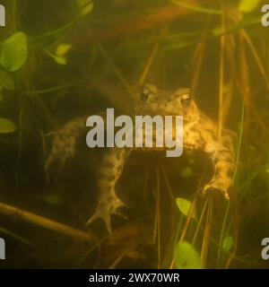 Rospo comune ( Bufo bufo ) sott'acqua durante la stagione riproduttiva, in attesa del suo compagno, fauna selvatica, Europa. Foto Stock