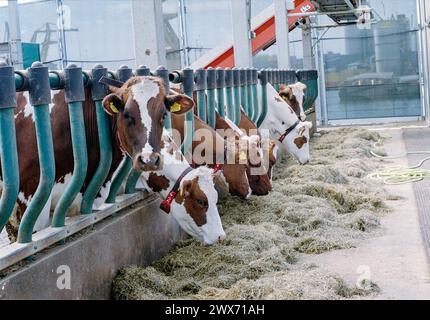 Floating Farm Merwehaven Rotterdam, Paesi Bassi. L'innovativo progetto agricolo: Fattoria galleggiante , produce diario e prodotti lattiero-caseari su una struttura, galleggiante in mezzo ad un porto. Rotterdam Merwehaven Zuid-Holland Nederland Copyright: XGuidoxKoppesx Foto Stock