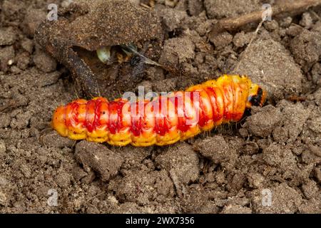 Bruco della falena capra. Scavare in giardino danneggiò involontariamente la sua pupa, in cui si sarebbe trasformata in una falena. Pupa in background. Foto Stock