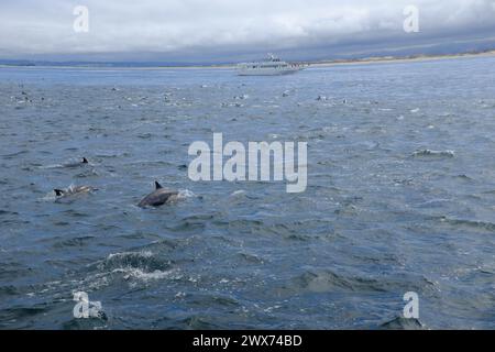 Una gita in barca vicino a Monterey, CALIFORNIA - avvistamento di balene e delfini Foto Stock