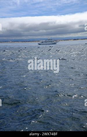 Una gita in barca vicino a Monterey, CALIFORNIA - avvistamento di balene e delfini Foto Stock