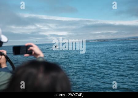 Una gita in barca vicino a Monterey, CALIFORNIA - avvistamento di balene e delfini Foto Stock