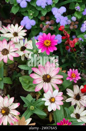 Zinnia e fiori estivi assortiti Foto Stock