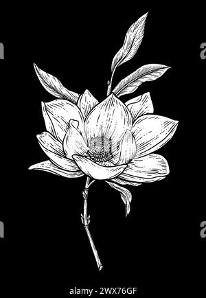 Collezione di botaniche floreali disegnate a mano. Disegni dei fiori di Magnolia. Art in linea su sfondo nero. Illustrazioni vettoriali botaniche con incisione disegnata a mano. Illustrazione Vettoriale
