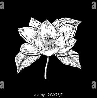 Collezione di botaniche floreali disegnate a mano. Disegni dei fiori di Magnolia. Art in linea su sfondo nero. Illustrazioni vettoriali botaniche con incisione disegnata a mano. Illustrazione Vettoriale